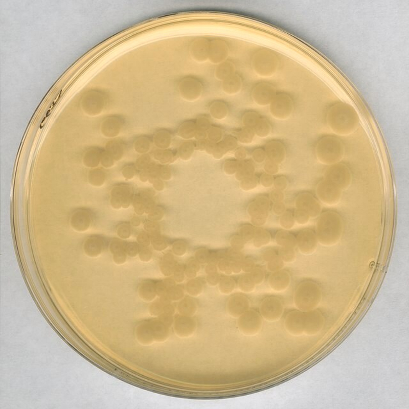 默克Merck 胰酪大豆脉琼脂 (TSA)） 1.05458.0500